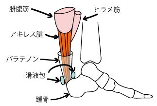 アキレス腱の解剖